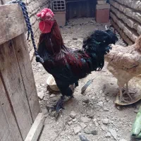 فروش مرغ و خروس با جوجه