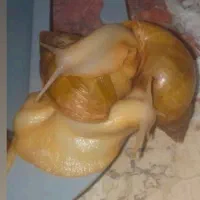 حلزون آچاتینا آلبینو