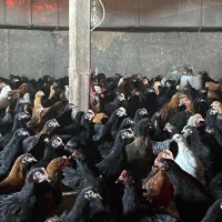 جوجه مرغ طاقچه خروس گلپایگان جهادی مشکی محلی۸۰روزه|حیوانات مزرعه|مشهد, كنويست|دیوار