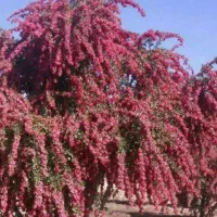 هرس درخت انگور وغیره|خدمات باغبانی و درختکاری|بیرجند, |دیوار