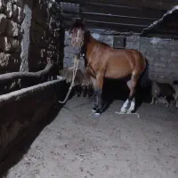 اسب ۴ ساله مادیان ارام دلیل فروش کبود جا
