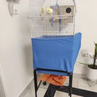 جفت عروس هلندی لوتینو