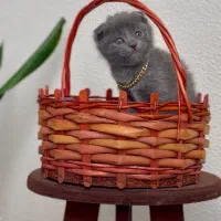 Cat tower|گربه|تهران, تهرانسر مرکزی|دیوار