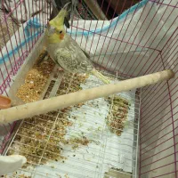 عروس هلندی ماده