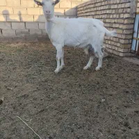 سلام ‌یک‌عدد‌بز.سانن‌‌شیرا‌