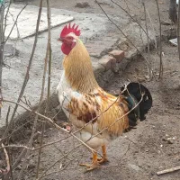 خروس محلی|حیوانات مزرعه|خسروشاه, |دیوار