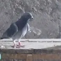 کفتر   پلاکی سبز شهری سینه