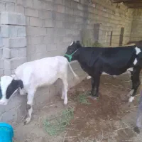 گاو وگوساله نر