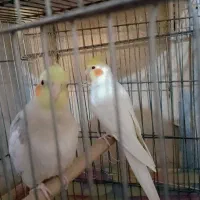 عروس هلندی جوان ۴ کلمه صحبت میکنه|پرنده|بندر امام خمینی, |دیوار