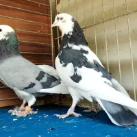 کبوتر|پرنده|رشت, لاکان شهر|دیوار