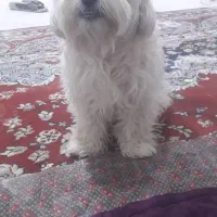 سگ خانگی گمشده