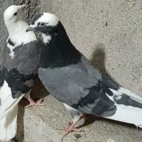 یک‌جفت‌کفتر‌پرشی‌|پرنده|قم, نیروگاه|دیوار