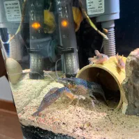 لابستر مولد آکواریومی