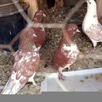 کفتر  زردی سرور سرکه‌ای راعبی|پرنده|شهریار, شهرک عباس پور|دیوار