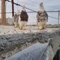 کبوتر طوقی کاشمر