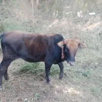 فروش گاو لیشه|حیوانات مزرعه|ماکلوان, |دیوار