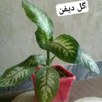 گل زیبا وطبیعی