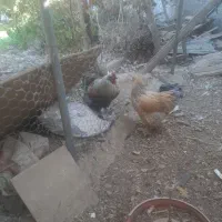 مرغ و خروس برهما