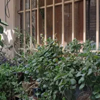اجاره، ماهانه، هغتگی و روزانه