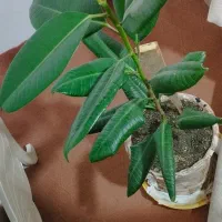 گل طبیعی