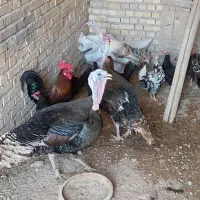 بوقلمون رامشیر