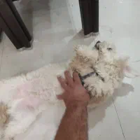 سگ گمشده|حیوانات|اهواز, کوروش|دیوار