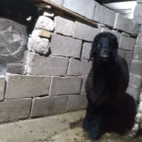 بره و بیگ نر فروشی