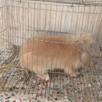 خرگوش مینی لوپ اصلی|موش و خرگوش|شوشتر, |دیوار