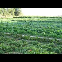 فروش-زمین-کشاورزی