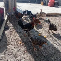 مرغ|حیوانات مزرعه|مبارکه, |دیوار