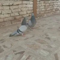 کبوتر اصفهانی|پرنده|اصفهان, شهرک ولیعصر|دیوار