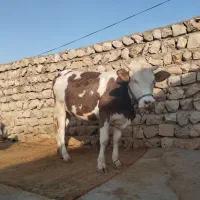 سلام نوکل سیمینتال 6ماه آبستن اول شکم