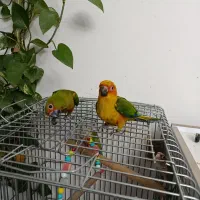 یک جفت طوطی خورشیدی سرلاکی|پرنده|زنجان, |دیوار