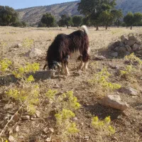 بز نر بدره