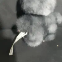 لبوبو رنگ اصل|اسباب‌‌بازی|یاسوج, |دیوار