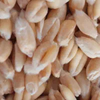 گندم بذری|خدمات باغبانی و درختکاری|داران, |دیوار