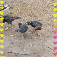 خروس اوشامو وارداتی