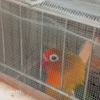 طوطی برزیلی|پرنده|ایجرود, |دیوار