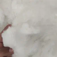 پنبه
