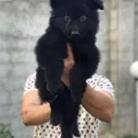 سگ محبوب خانواده ژرمن شپهرد همبازی کودکان|سگ|تهران, چیتگر شمالی|دیوار