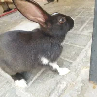 حیوانات خانگی|موش و خرگوش|فیروزآباد (فارس), |دیوار