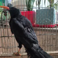 قناری ،سهره،فنچ نوک قرمز دستی