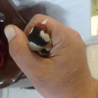 فروش سهره رسمی نر