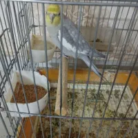 دو عدد عروس هلندی نر|پرنده|مشهد, الهیه|دیوار