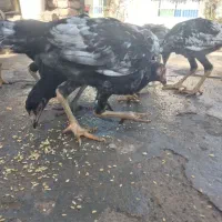 جوجه لاری اصل|حیوانات مزرعه|شال, |دیوار