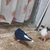 یک جفت کبوتر شیر زرد و شیر سیاه به ضمات تخم و جوجه|پرنده|نیشابور, شهرک اندیشه|دیوار