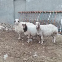 سه عدد میش آبستن|حیوانات مزرعه|کاشمر, |دیوار