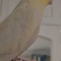 عروس هلندی گمشده