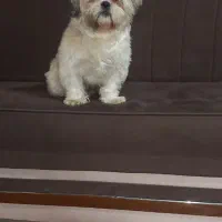 سگ اشپیتز|سگ|خرم‌آباد, |دیوار