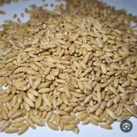 خرید و فروش گندم